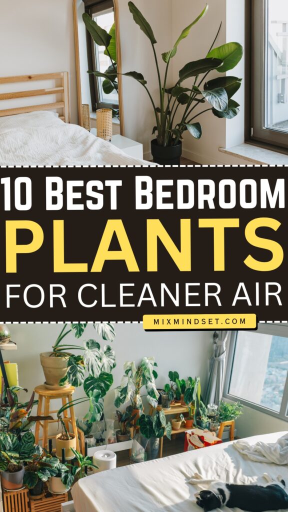 10 Best Bedroom Plants for Cleaner Air