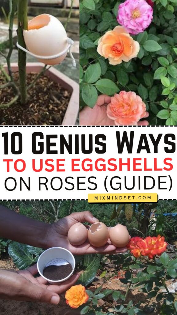 10 Genius Ways to Use Eggshells on Roses