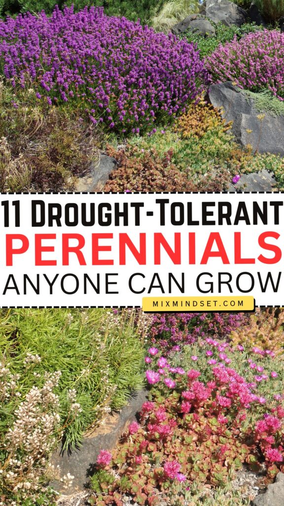 11 Drought-Tolerant Perennials Anyone Can Grow