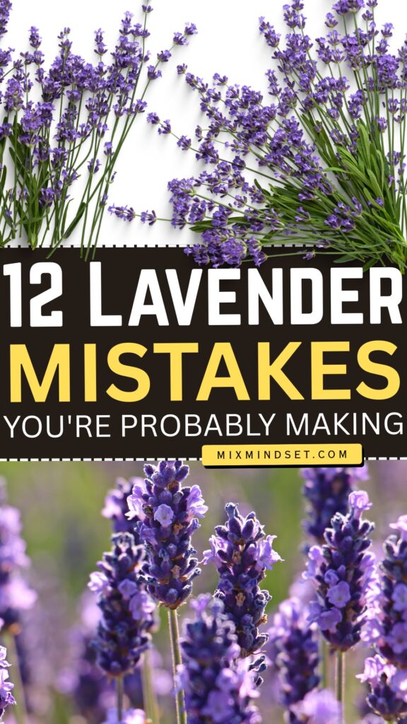 12 Lavender Growing Mistakes You’re Probably Making