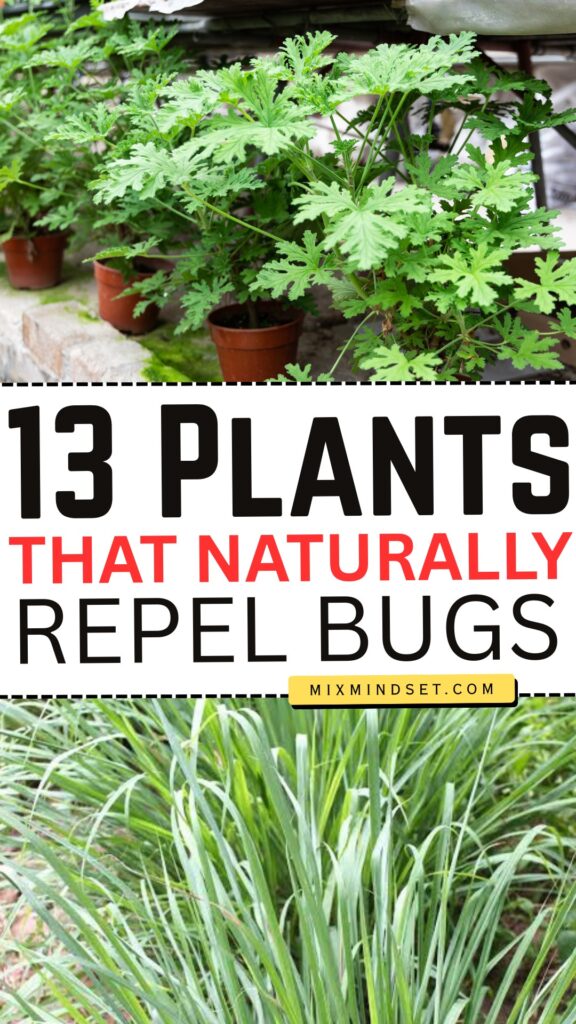 13 Plants That Naturally Repel Bugs