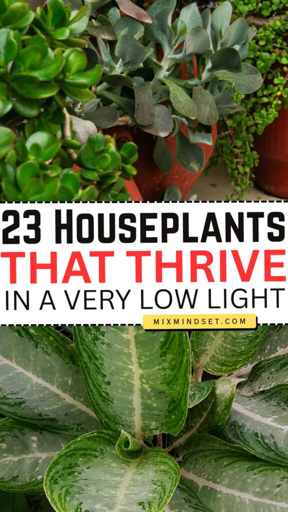 23 Houseplants That Thrive in Low Light