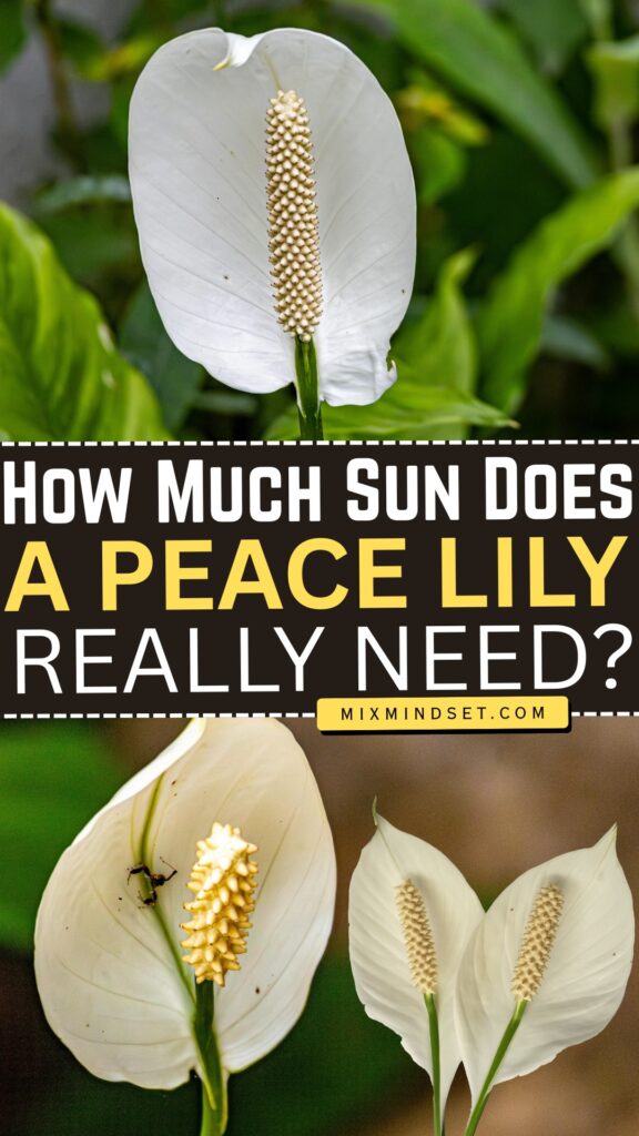How Much Sun Does a Peace Lily Really Need?