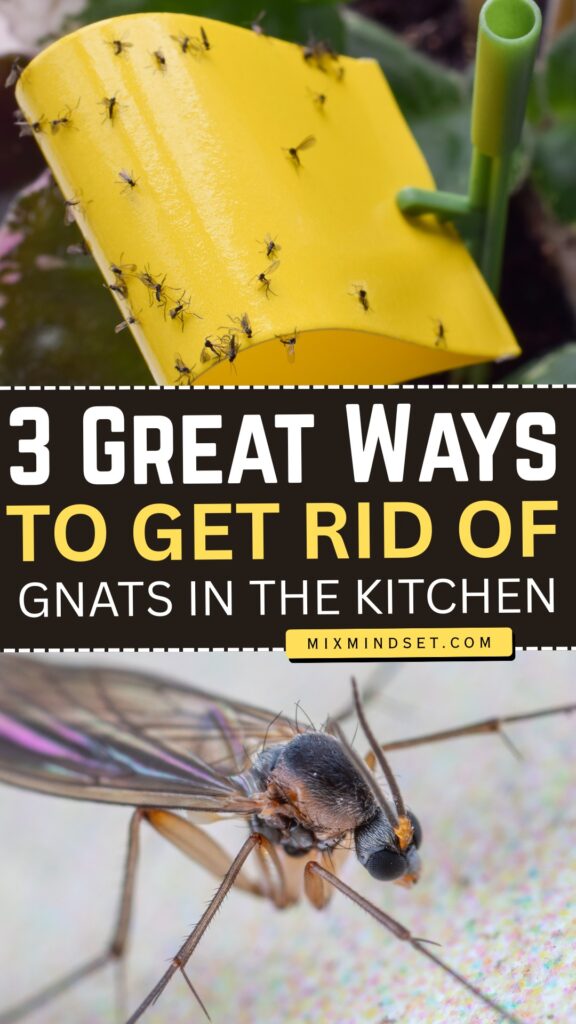 3 Great Ways to Get Rid of Gnats in the Kitchen