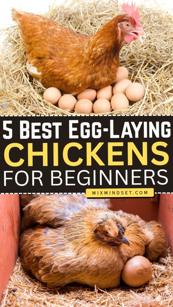 5 Best Egg-Laying Chickens for Beginners