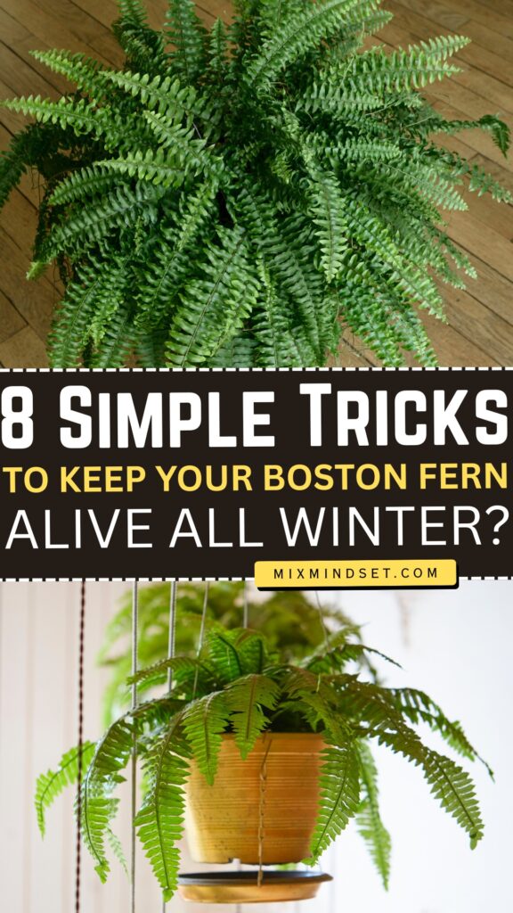 8 Simple Tricks to Keep Your Boston Fern Alive All Winter