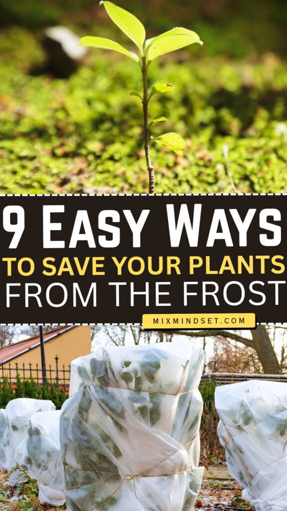 9 Easy Ways to Save Your Plants from Frost (Before It’s Too Late)