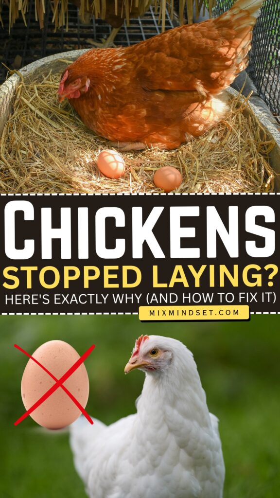 Chickens Stopped Laying? Here’s Exactly Why (And How to Fix It)