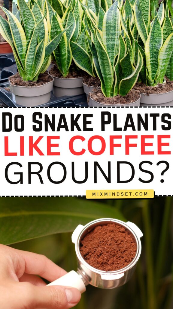 Do Snake Plants Like Coffee Grounds?