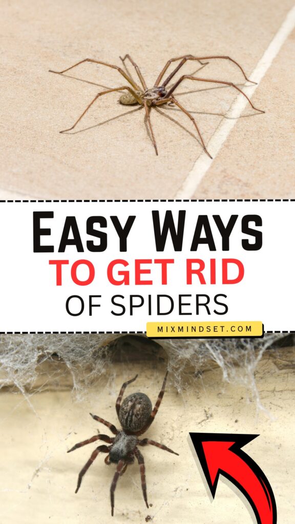 Easy Ways to Get Rid of Spiders