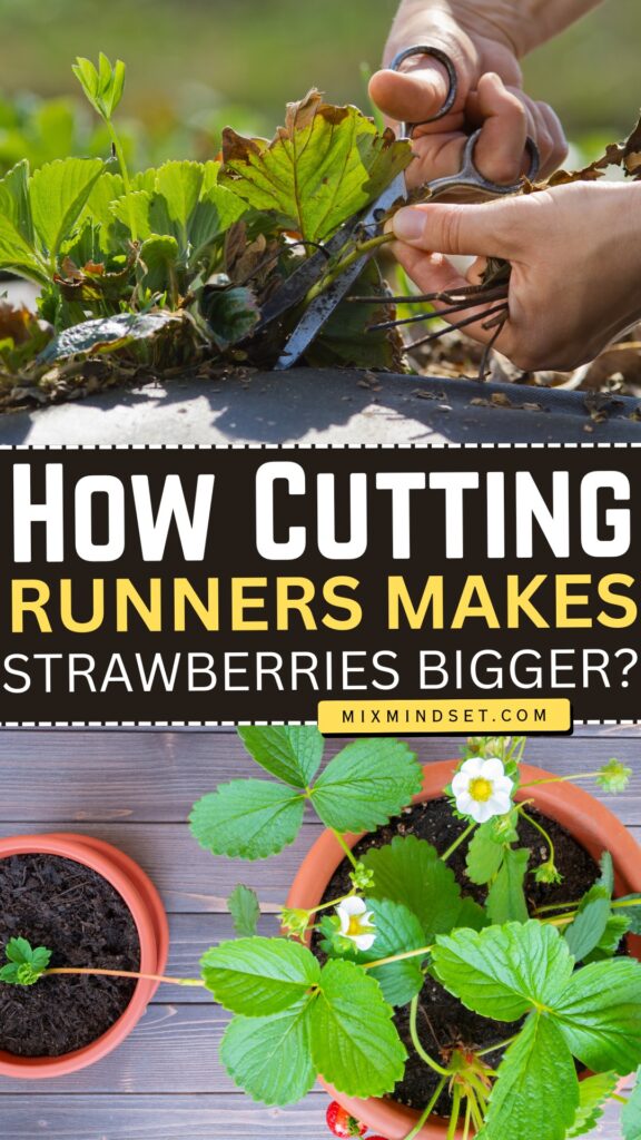 How Cutting Runners Makes Strawberries Bigger?