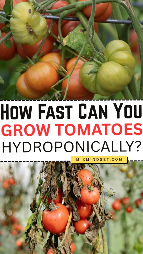 How Fast Can You Really Grow Tomatoes Hydroponically?