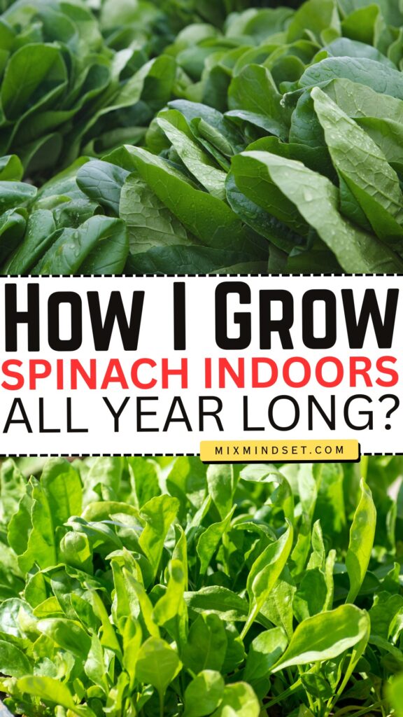 How I Grow Spinach Indoors All Year Long?