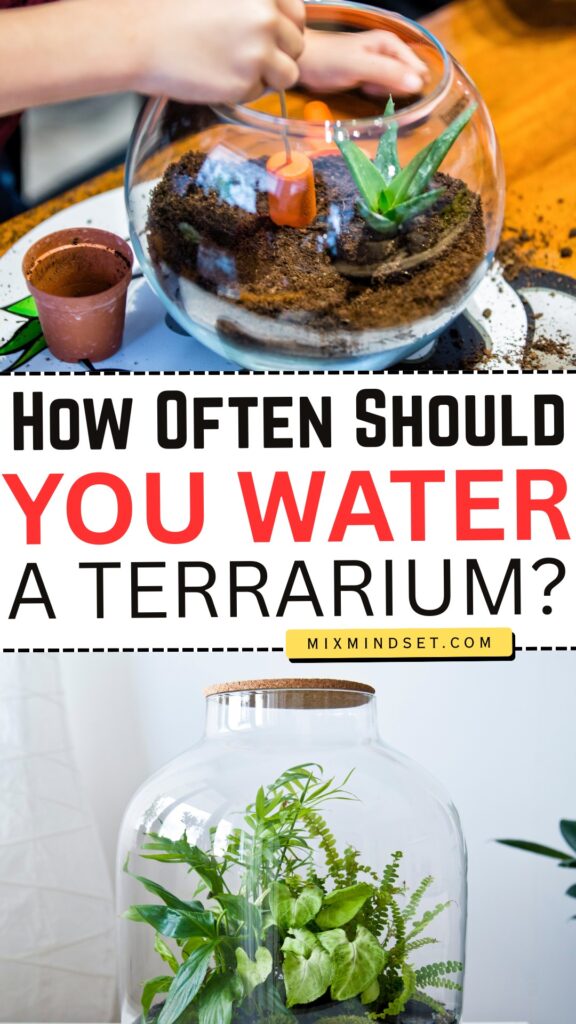 How Often Should You Water a Terrarium?