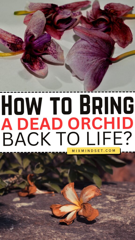 How to Bring a Dead Orchid Back to Life?