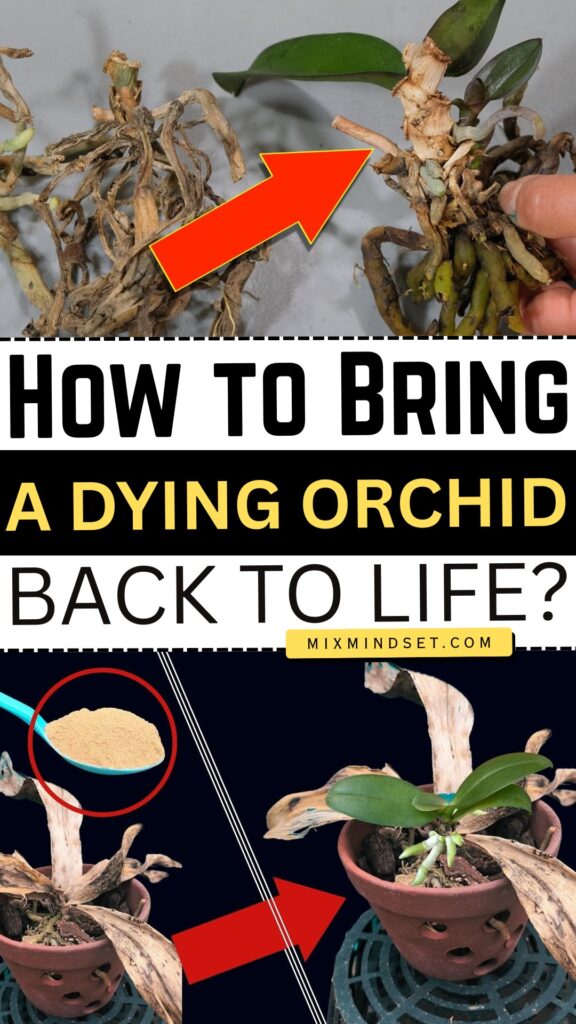 How to Bring a Dying Orchid Back to Life?