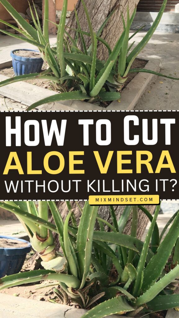 How to Cut Aloe Vera Without Killing It?