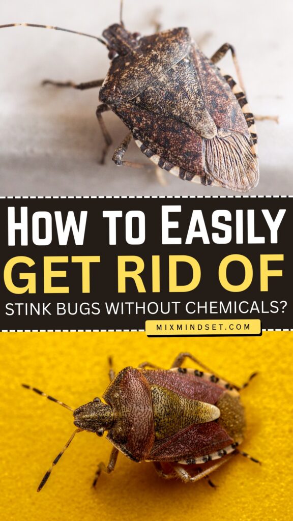 How to Easily Get Rid of Stink Bugs Without Chemicals?