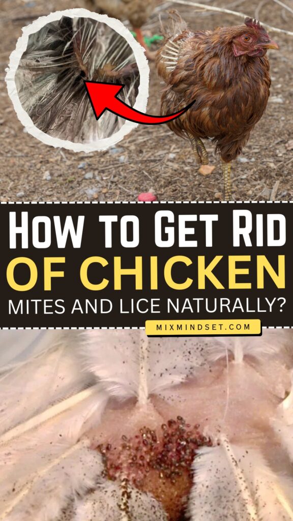 How to Get Rid of Chicken Mites and Lice Naturally?