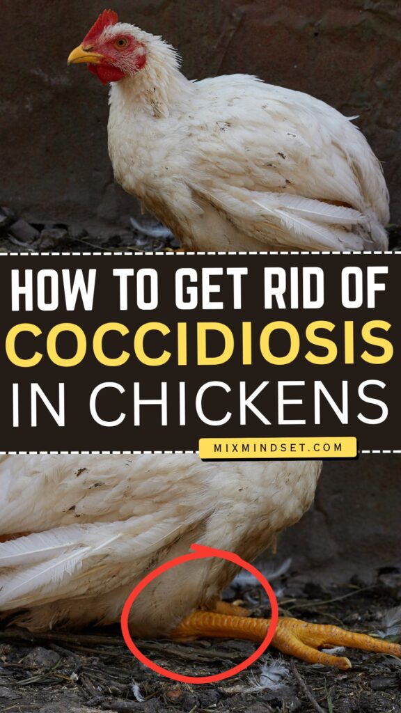 How to Get Rid of Coccidiosis in Chickens Naturally?