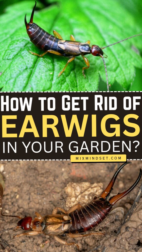 How to Get Rid of Earwigs in Your Garden?