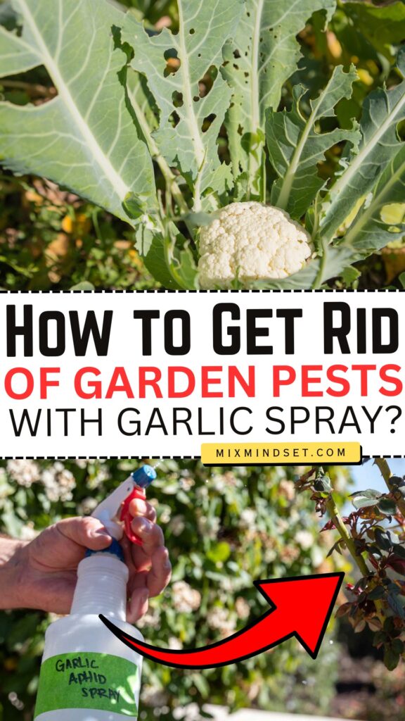 How to Get Rid of Garden Pests With Garlic Spray? How to Get Rid of Garden Pests With Garlic Spray?