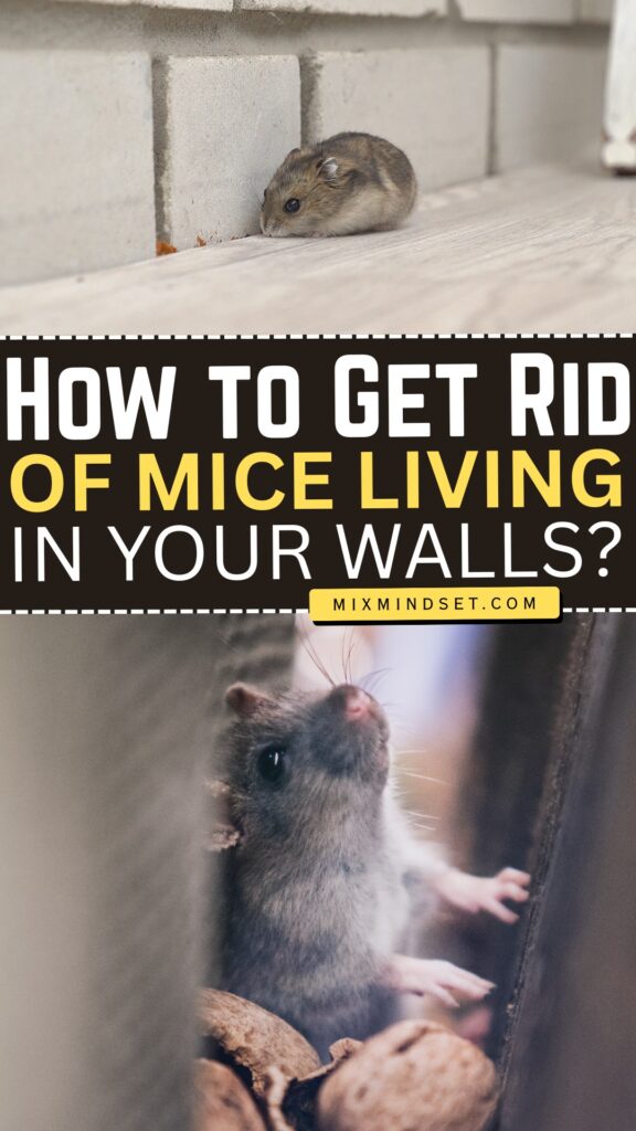 How to Get Rid of Mice Living in Your Walls?