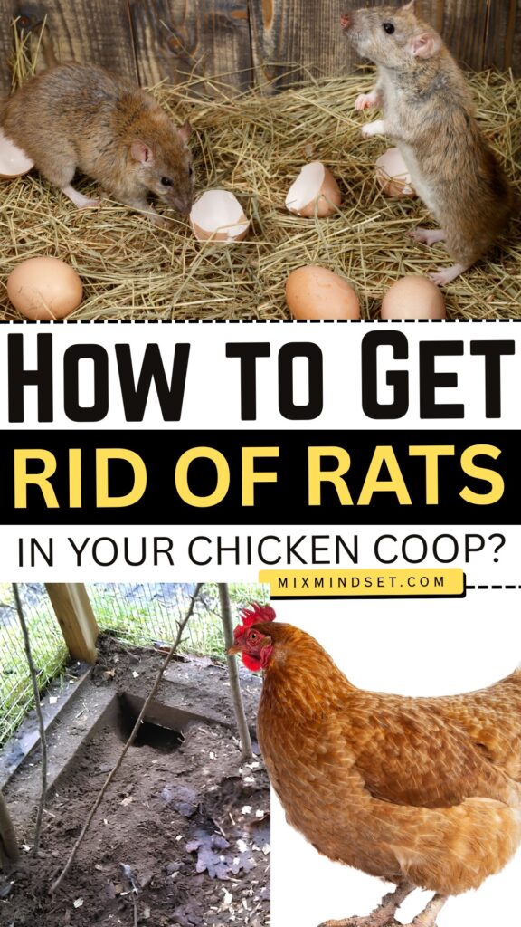 How to Get Rid of Rats in Your Chicken Coop?