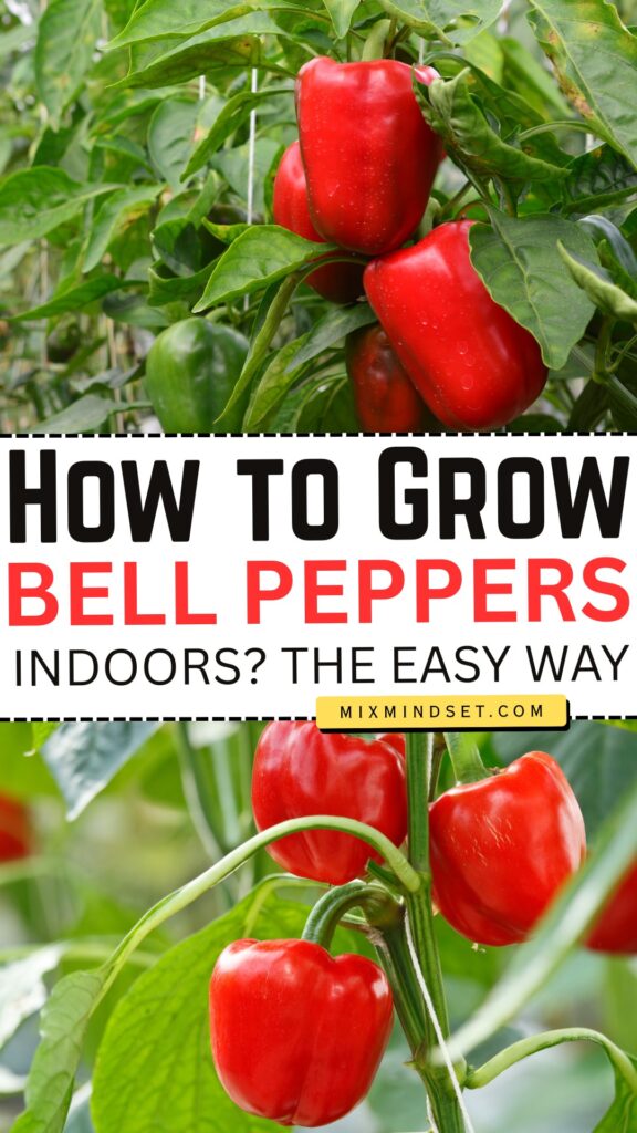 How to Grow Bell Peppers Indoors? The Easy Way