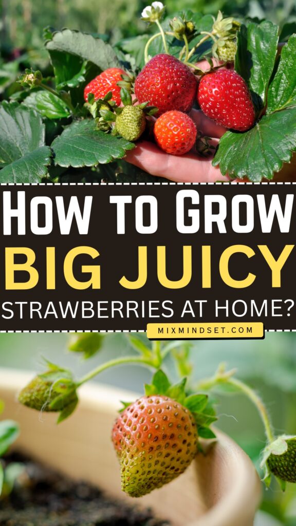 How to Grow Big Juicy Strawberries at Home?