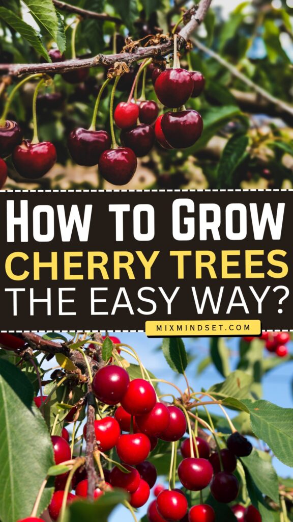How to Grow Cherry Trees the Easy Way?