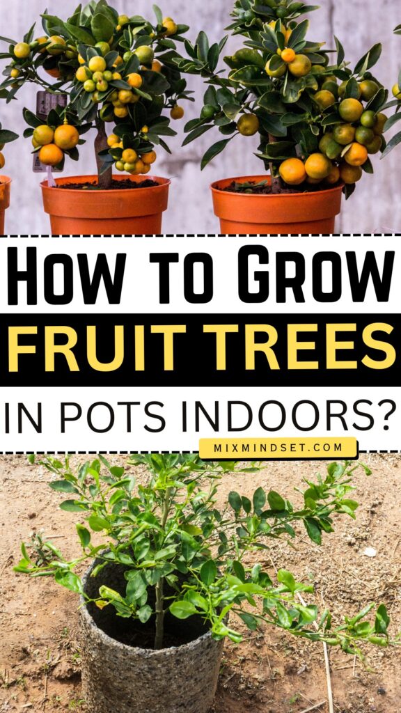 How to Grow Fruit Trees in Pots Indoors?
