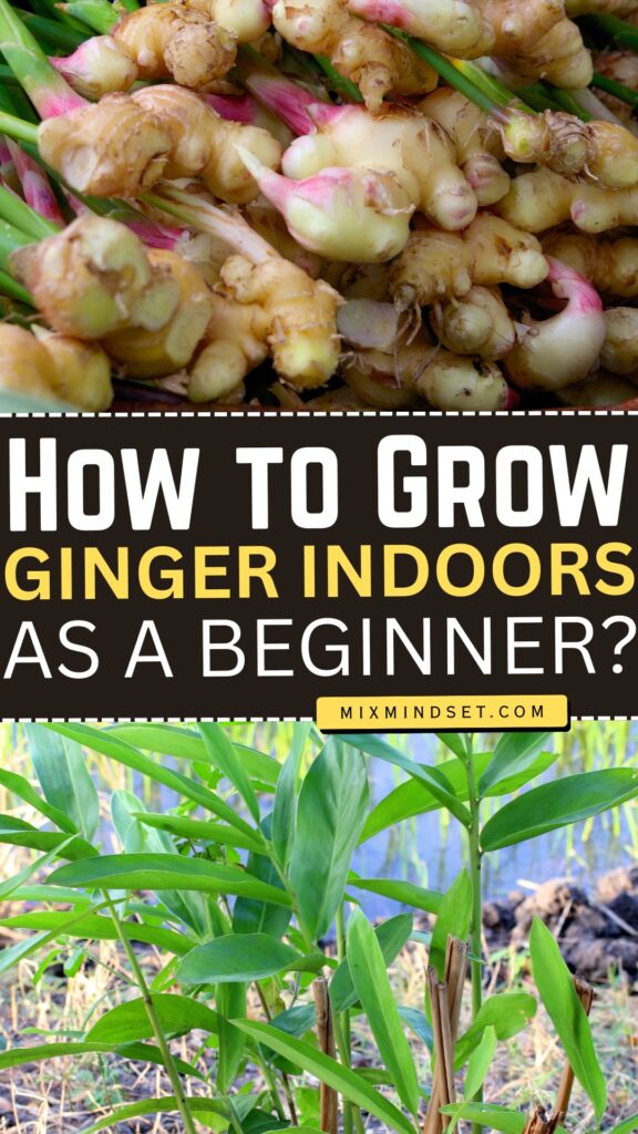 How to Grow Ginger Indoors as a Beginner?