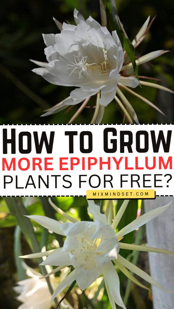 How to Grow More Epiphyllum Plants for Free?