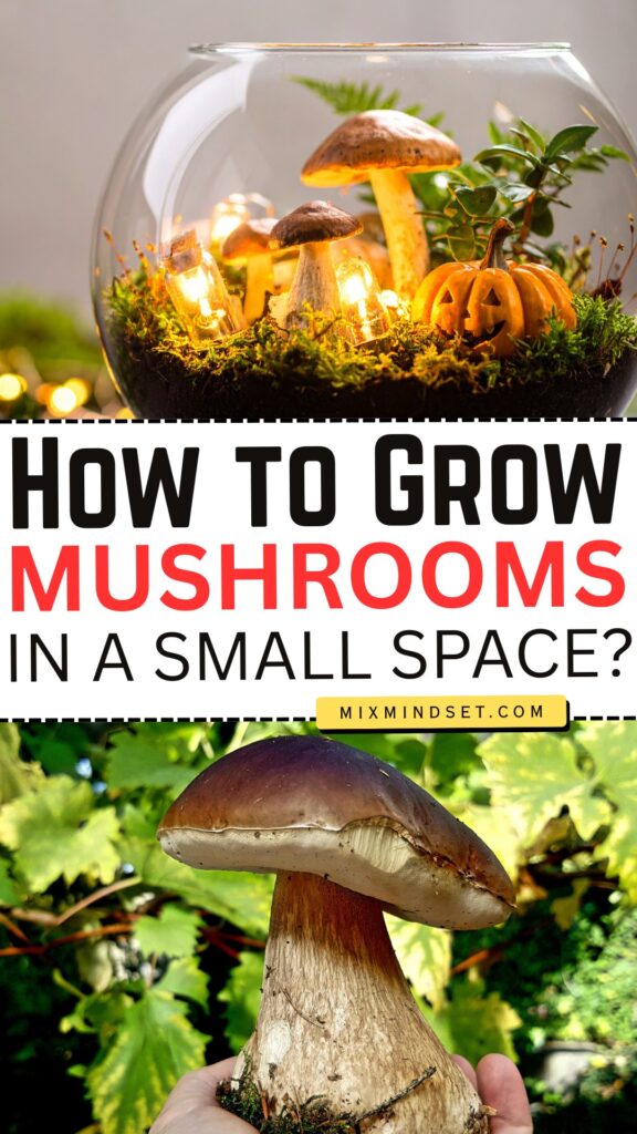 How to Grow Mushrooms in a Small Space? How to Grow Mushrooms in a Small Space?