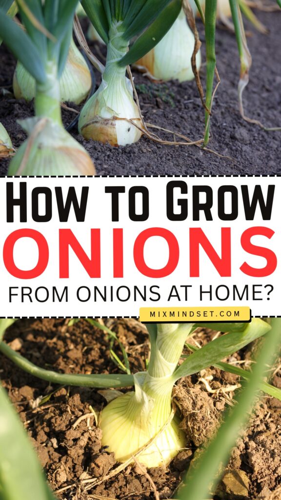How to Re-Grow Onions From Onions at Home?