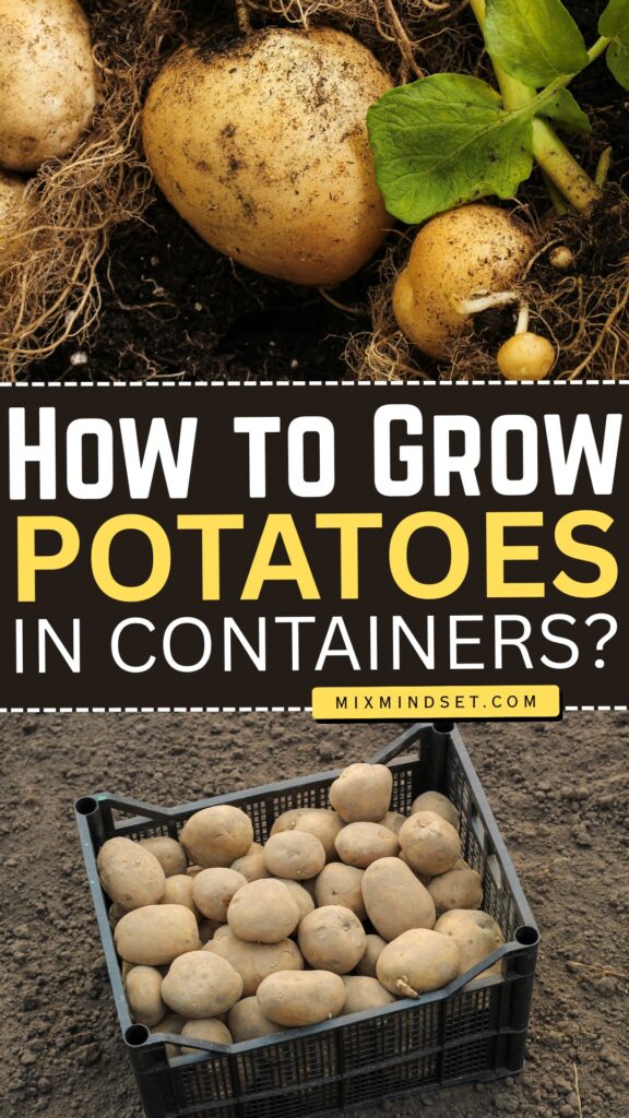 How to Grow Potatoes in Containers?