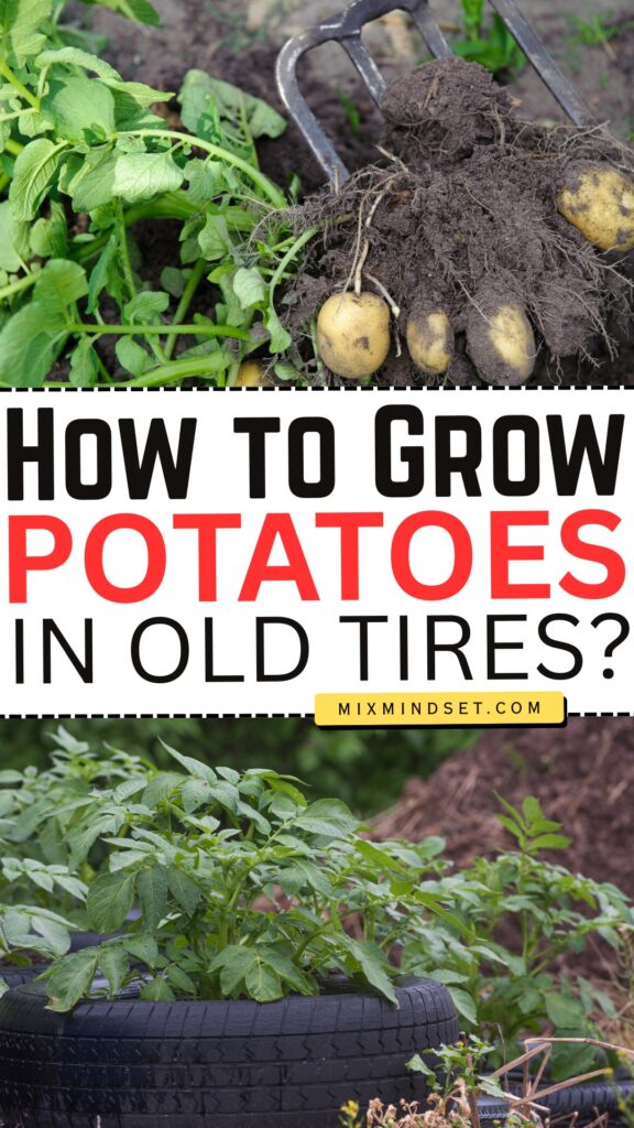 How to Grow Potatoes in Old Tires?