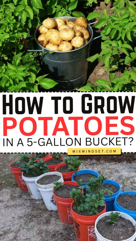 How to Grow Potatoes in a 5-Gallon Bucket?