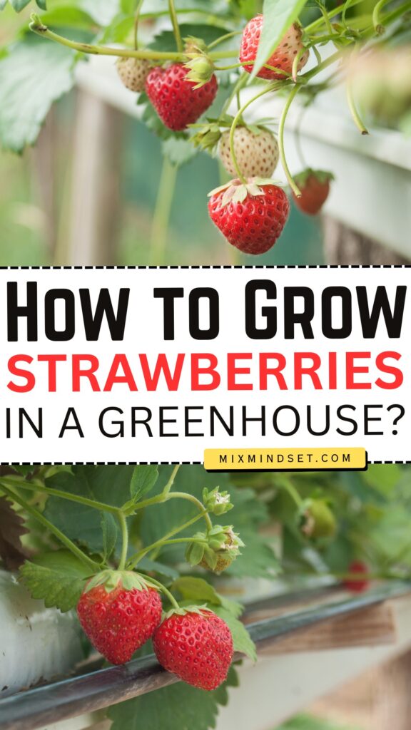 How to Grow Strawberries in a Greenhouse