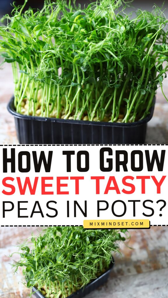 How to Grow Sweet Tasty Peas in Pots?