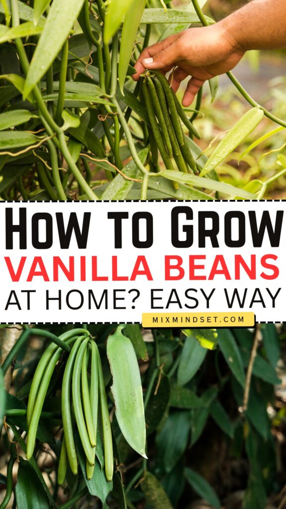 How to Grow Vanilla Beans at Home?