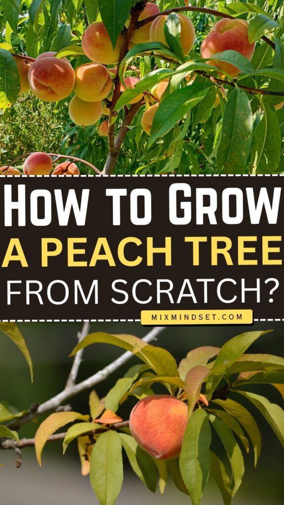 How to Grow a Peach Tree from Scratch?