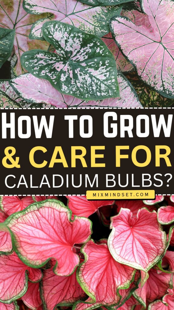 How to Grow and Care for Caladium Bulbs?