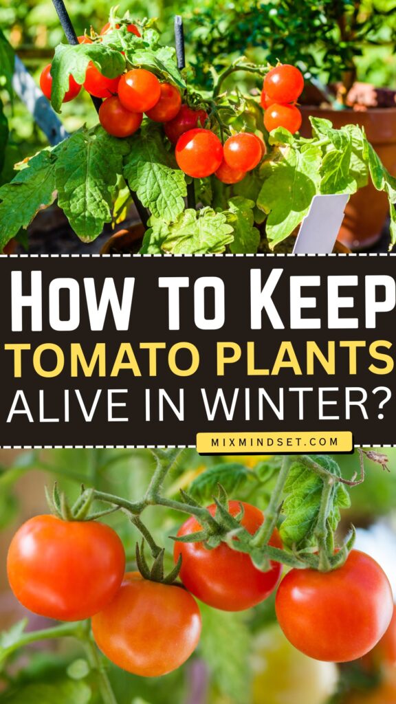 How to Keep Tomato Plants Alive in Winter?