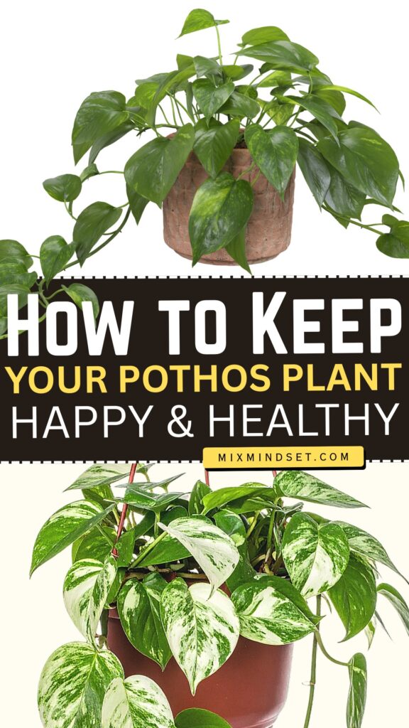 How to Keep Your Pothos Plant Happy & Healthy
