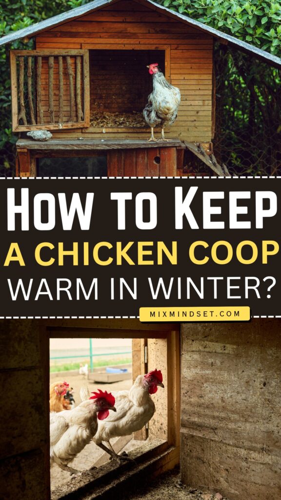 How to Keep a Chicken Coop Warm in Winter?