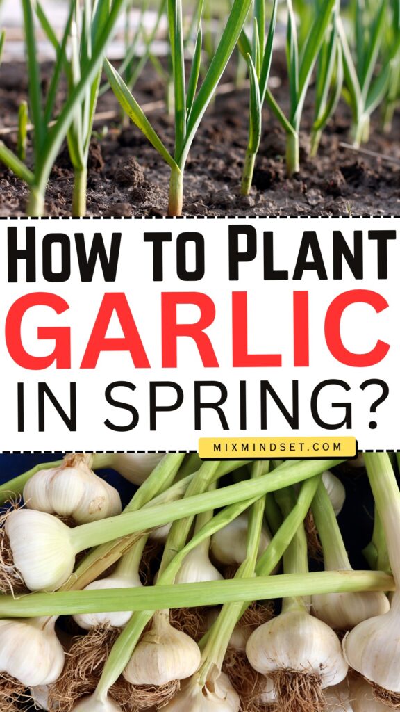 How to Plant Garlic in Spring?