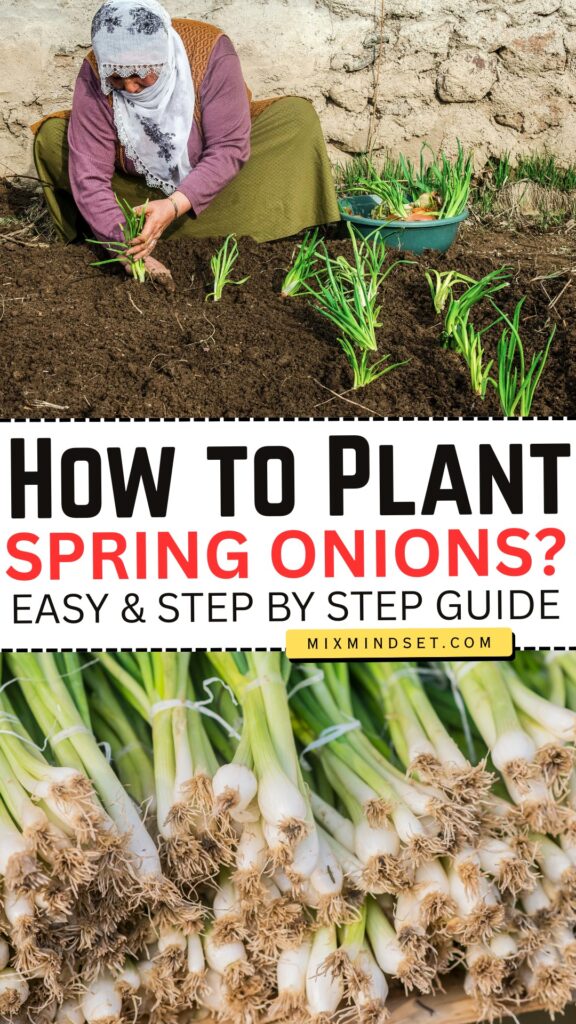 How to Plant Spring Onions?