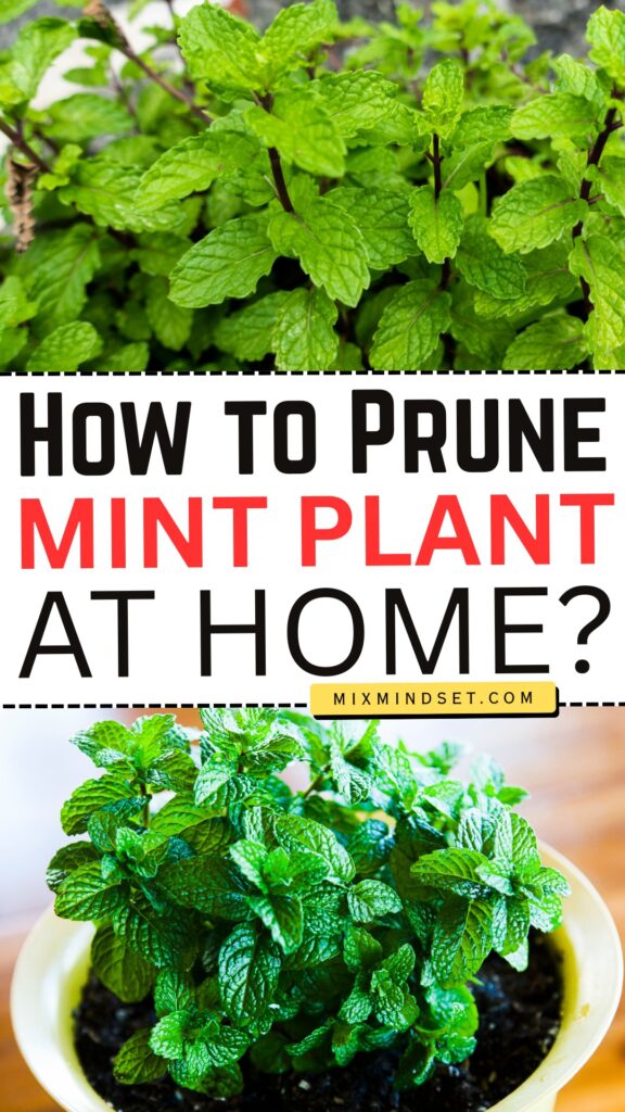 How to Prune a MINT PLANT at Home?
